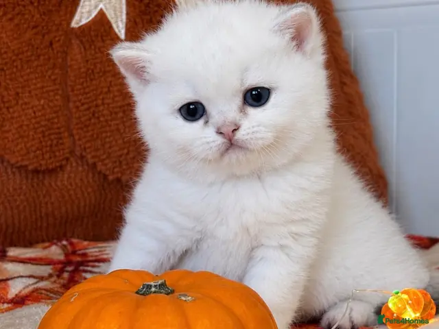 British Shorthair cats for sale: Silver British Shorthair kittens - Advert 1