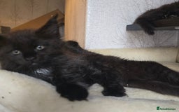 Maine Coon cats for sale: Maine Coon Kittens Polydactyl Russian line - Image 36