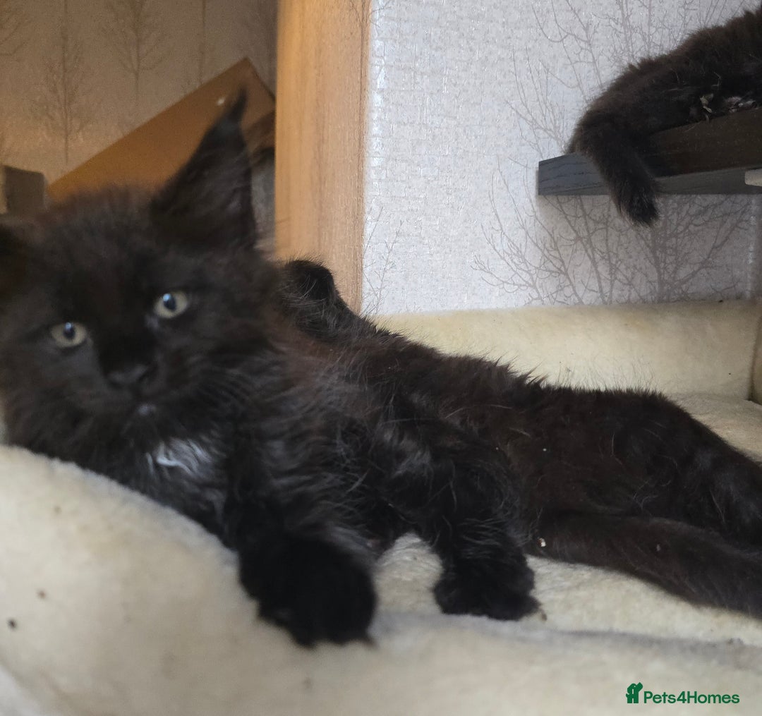 Maine Coon cats for sale: Maine Coon Kittens Polydactyl Russian line - Image 36