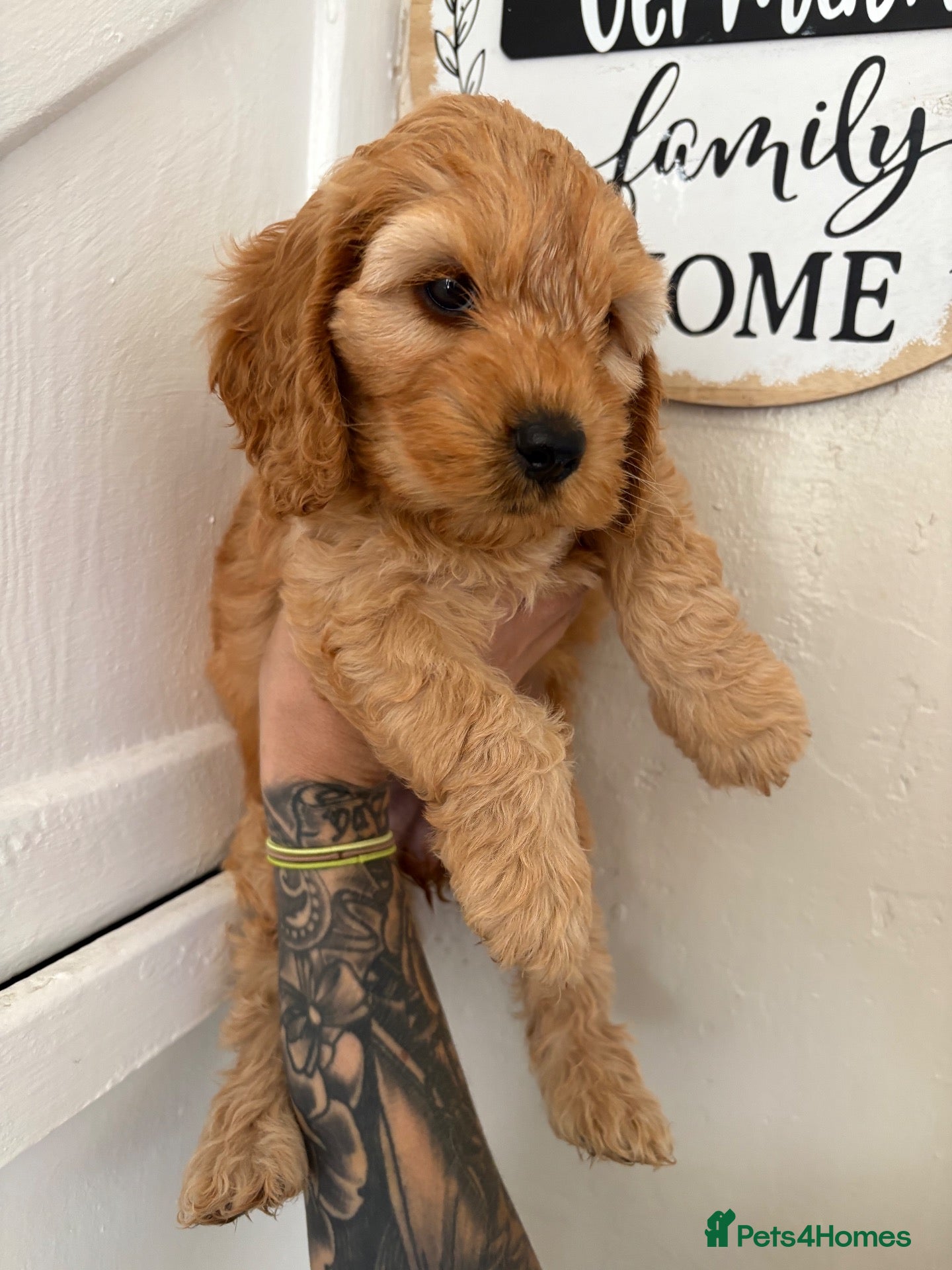 Cockapoo dogs Gorgeous Cockapoo Puppies  - Advert 2