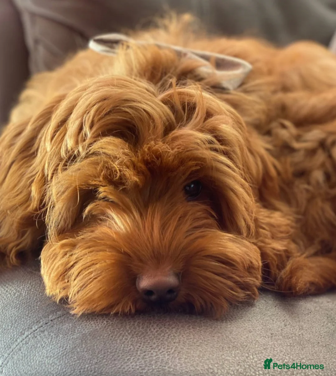 Gallery Image {{count}}