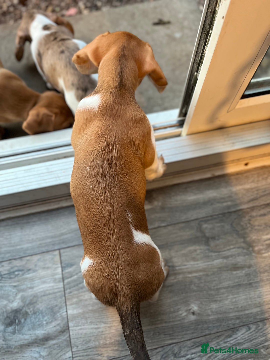 Miniature Dachshund dogs for sale: ‼️Last pup left‼️ 🐾Pied girl with ticked paws 🐾  - Image 29