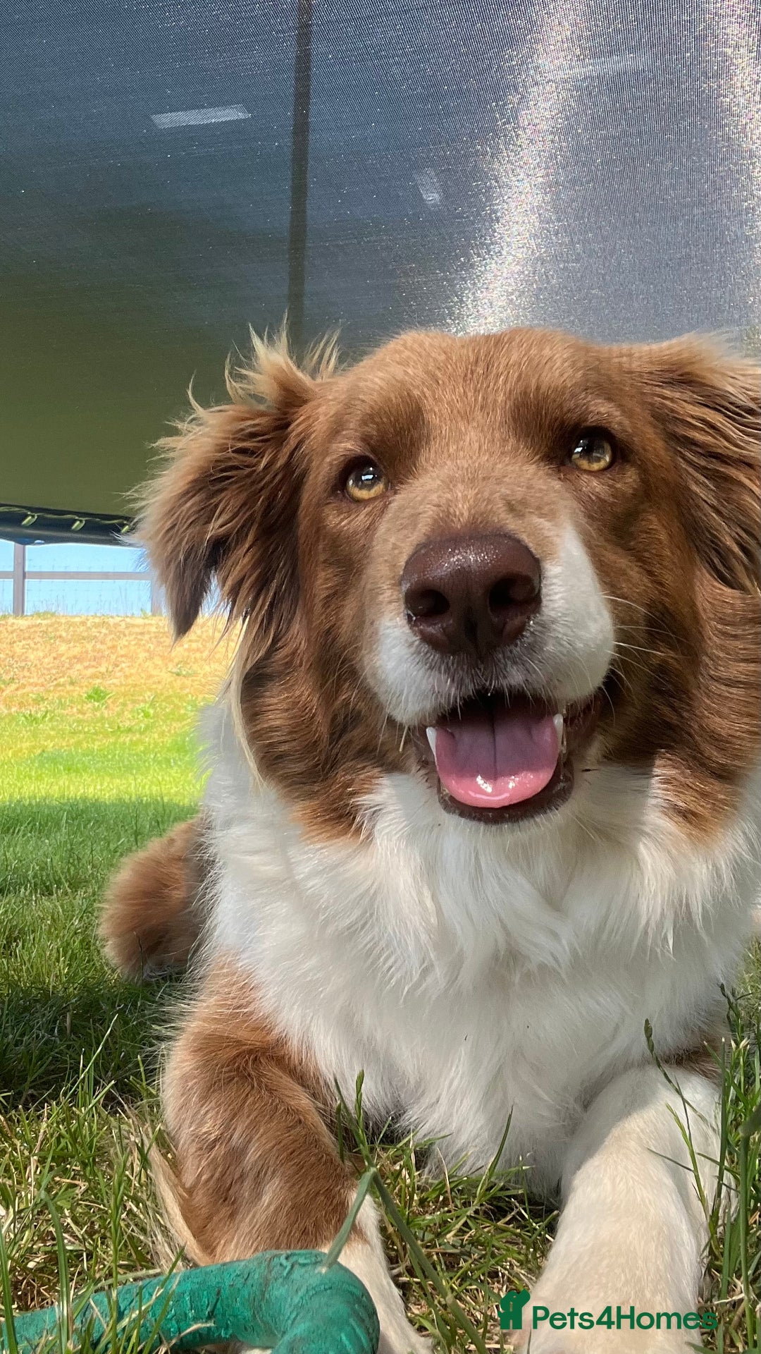 Border Collie dogs for sale: Beautiful Red tri pups  - Advert 1