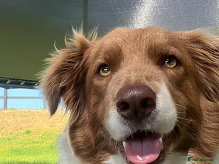 Border Collie dogs 🌟Beautiful Red tri pups 🌟 - Advert 6