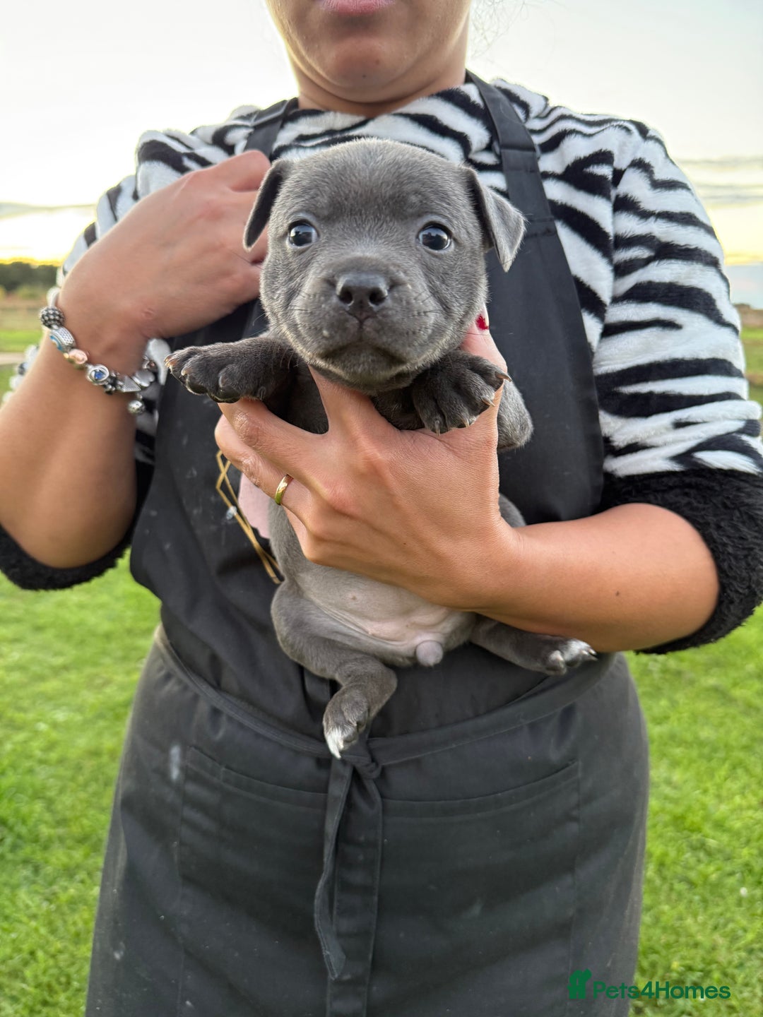 Staffordshire Bull Terrier dogs for sale: Gorgeous KC Reg/Health Tested Blue SBT Puppies - Image 25