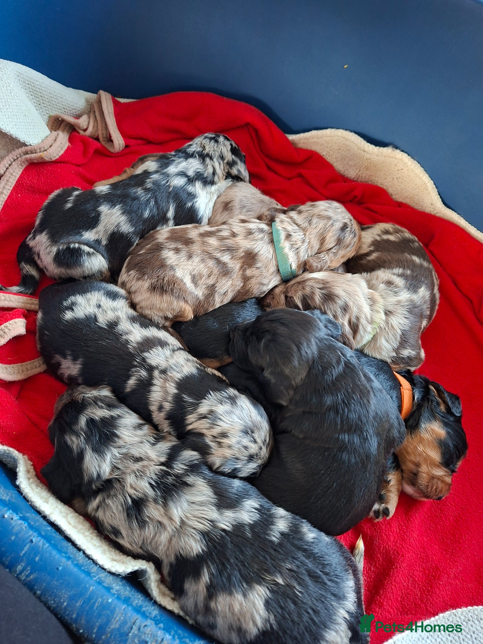 Cocker Spaniel dogs Cocker spaniel pups - Advert 6