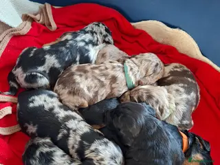 Cocker Spaniel dogs Cocker spaniel pups - Advert 6