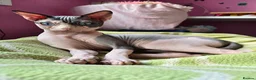 Sphynx cats for sale: Spectacular Sphynx kittens TICA & GCCF  DBE - Advert 19