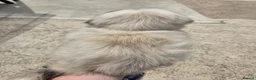 Lhasa Apso dogs for sale: Lhasa Apso Puppies  - Advert 4