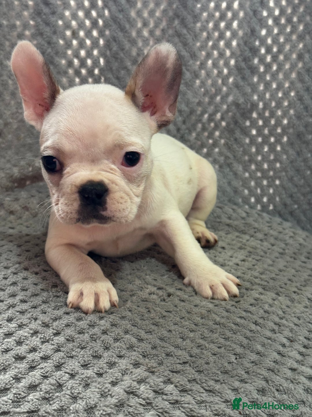 French Bulldog dogs for sale: FRENCH BULLDOG 🐶 - Advert 4