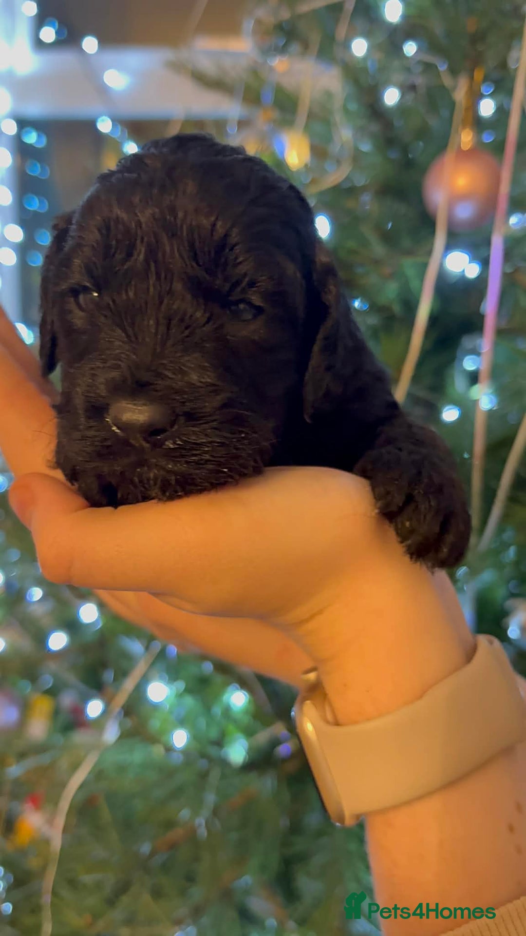 Cockapoo dogs for sale: Perfect Cockerpoo puppies  - Advert 13