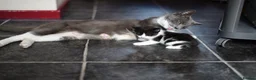 Munchkin cats for sale: Cute Black & White Kitten is looking for a home in Royston - Advert 8