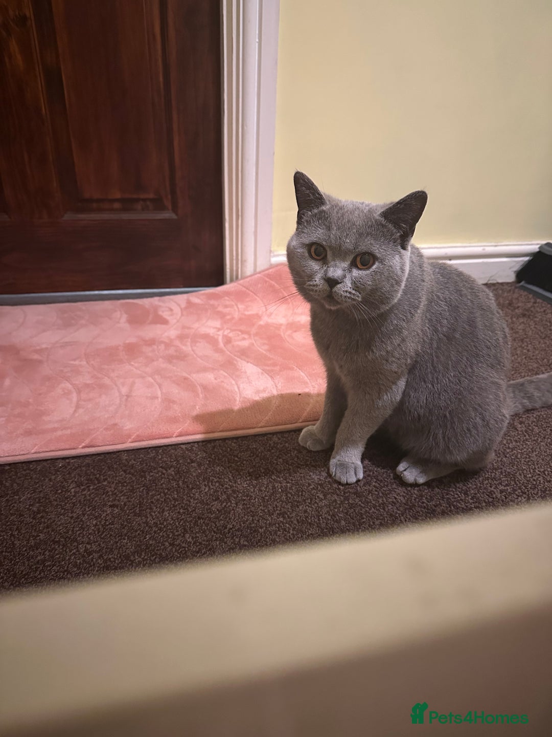 British Shorthair cats for sale: male cat - Advert 2