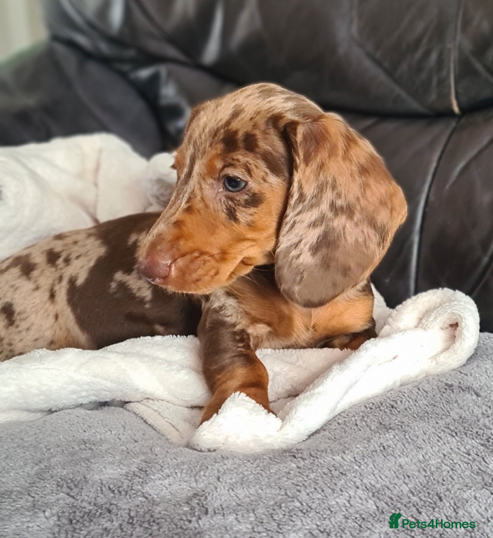 Miniature Dachshund dogs for sale: KC registered dapple miniature dachshunds  - Advert 3