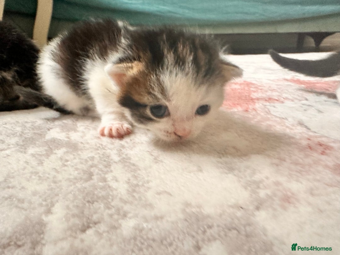 Maine Coon cats for sale: 4 kittens available  - Advert 11