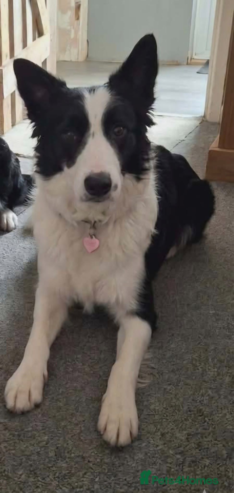 Border Collie dogs 6 year old border collie female  - Advert 14