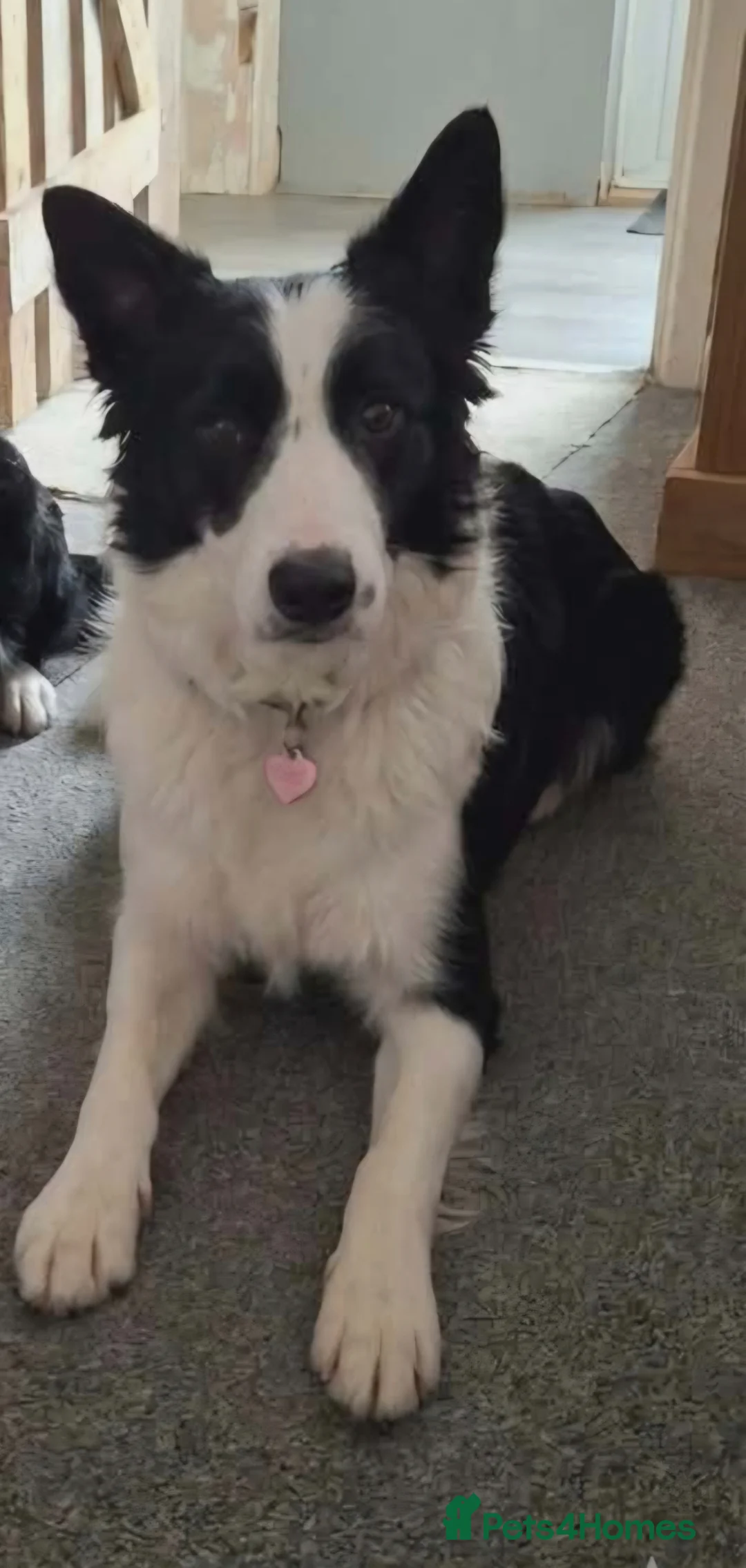 Border Collie dogs for sale: 6 year old border collie female  in Newcastle - Advert 1