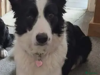 Border Collie dogs 6 year old border collie female - Advert 14