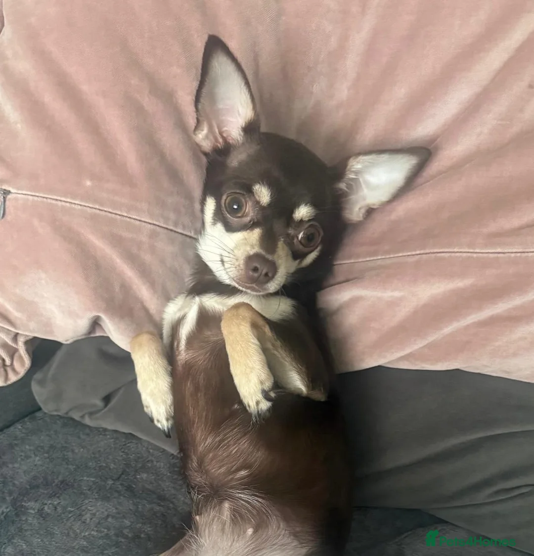 Chihuahua dogs for sale: Three chihuahua puppies for sale - Advert 15