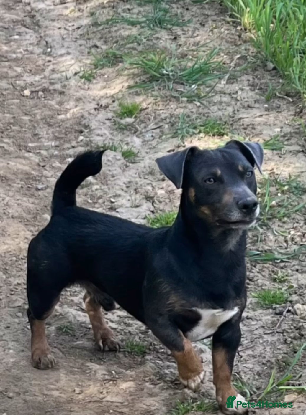 Jack Russell dogs Jack Russell for stud  - Advert 4