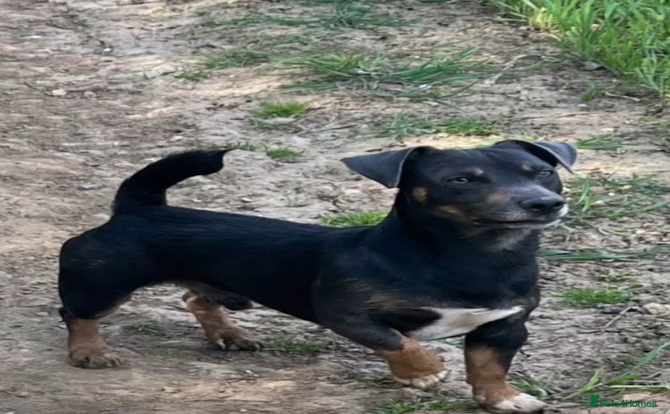 Jack Russell dogs - Advert 1