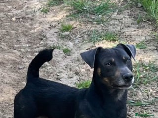 Jack Russell dogs - Advert 1