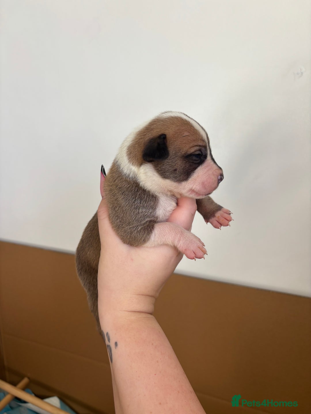 Mixed Breed dogs for sale: BEAUTIFUL BULL HERDERS (American Bulldog X Mali) - Image 3