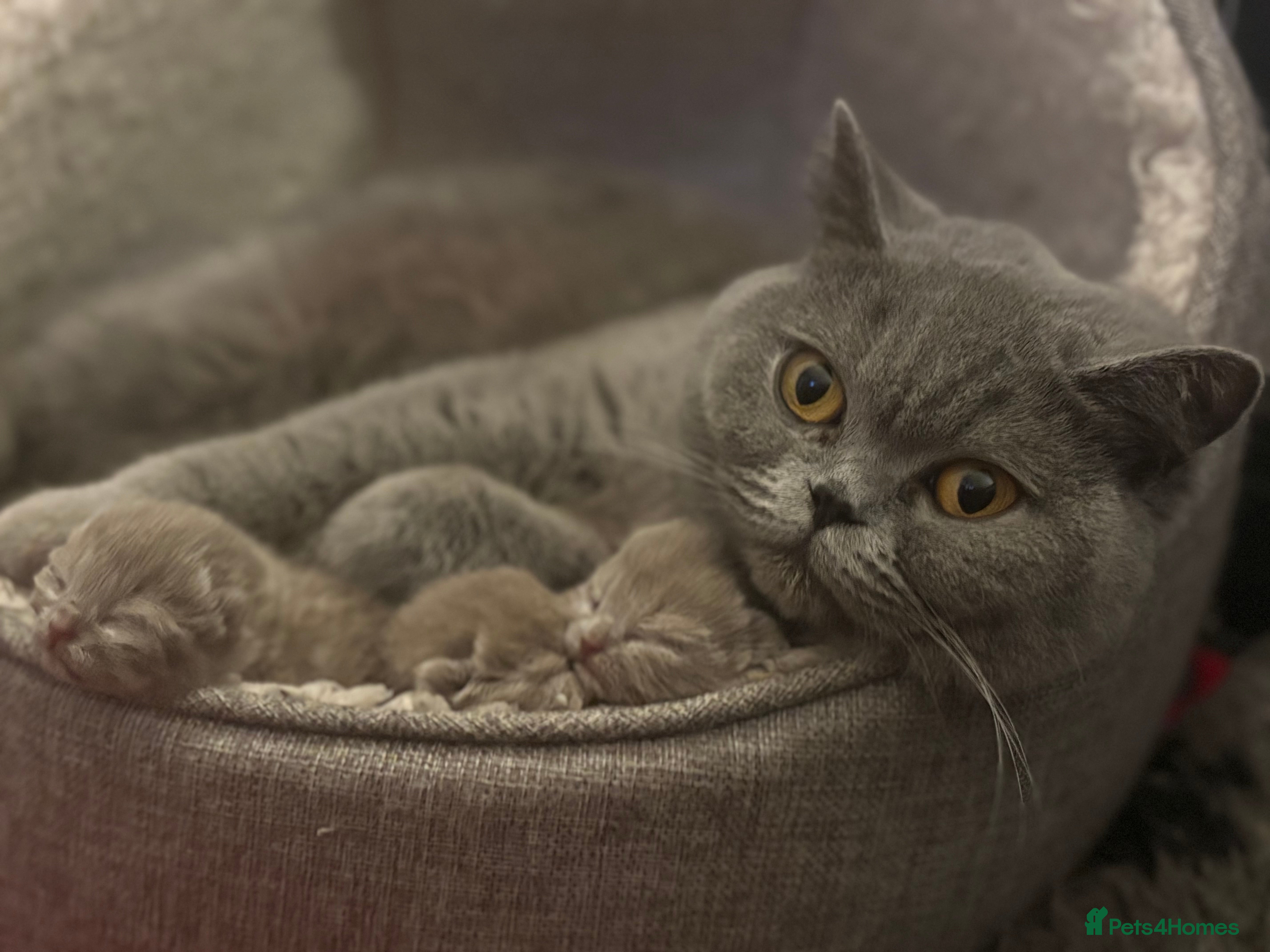 British Shorthair cats Stunning British Shorthair Kittens -  Ready in May - Advert 1