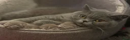 British Shorthair cats for sale: Stunning British Shorthair Kittens -  Ready in May in Holywell - Advert 1