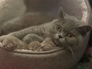 British Shorthair cats Stunning British Shorthair Kittens - Ready in May - Advert 4