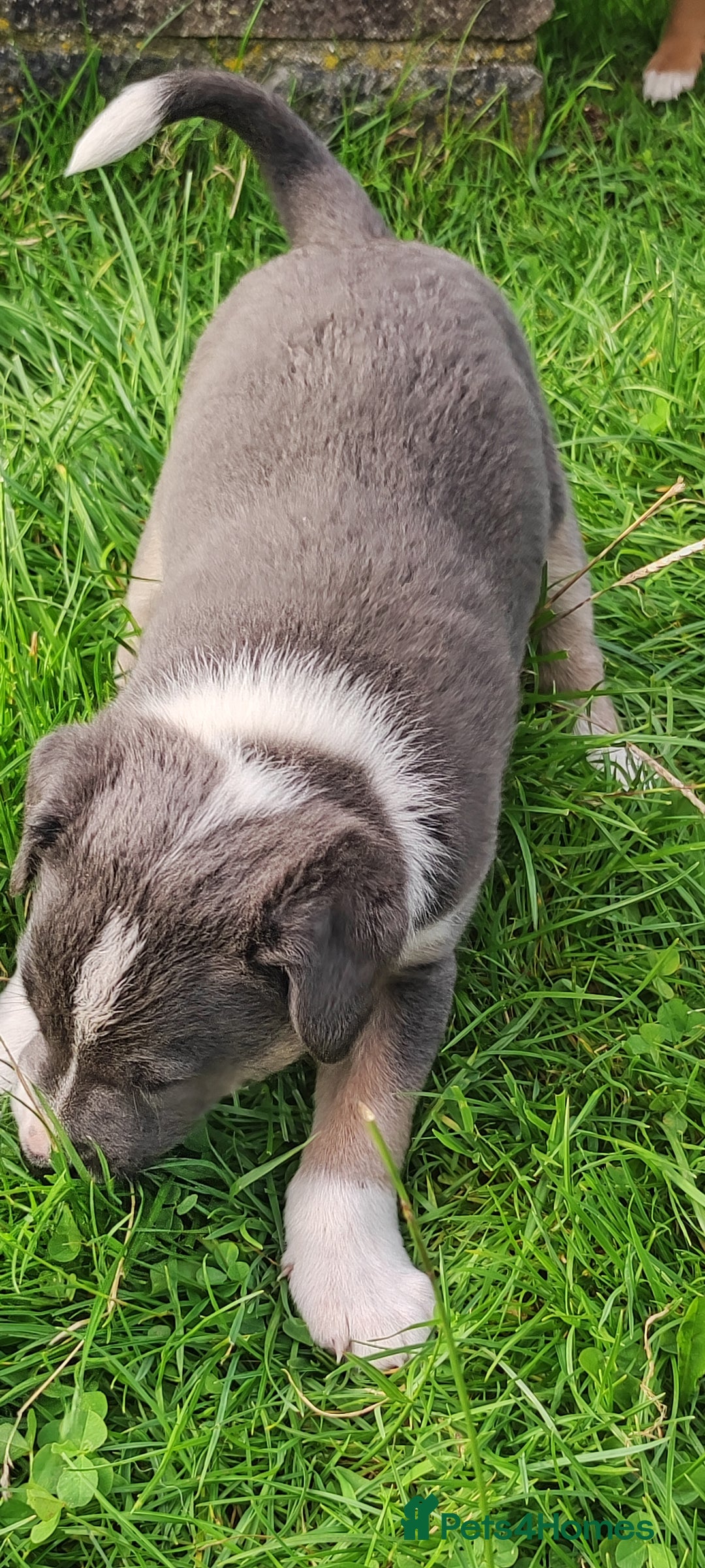Border Collie dogs for sale: 2 slate grey blue merle female puppies - Advert 2