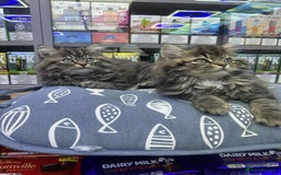 Siberian cats for sale: Male  - Image 8