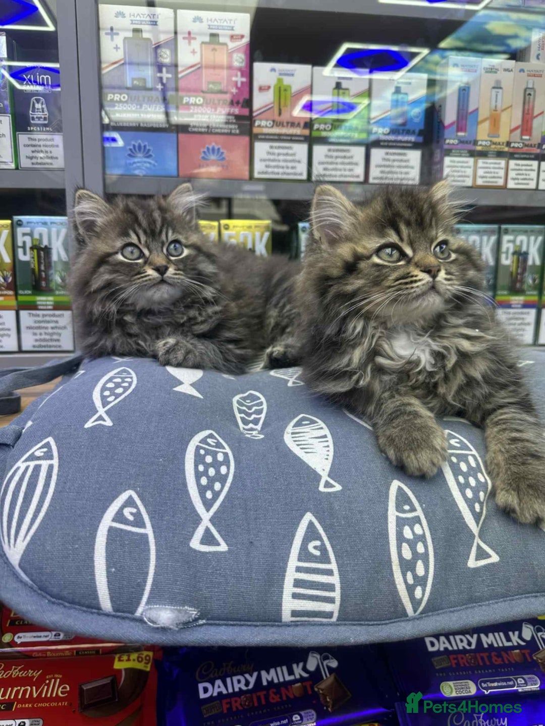 Siberian cats for sale: Male  - Image 8
