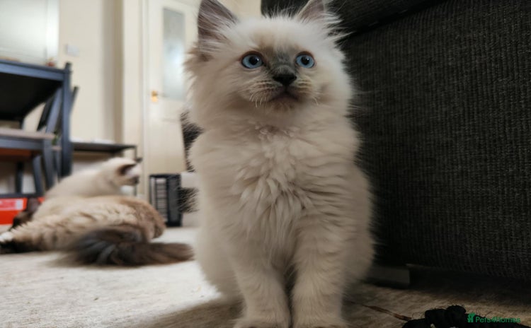 Ragdoll cats - Advert 13