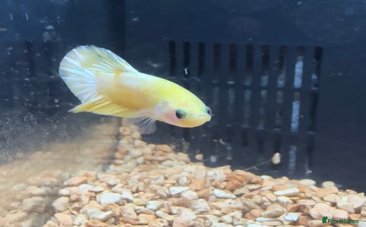 Bettas fish - Advert 2