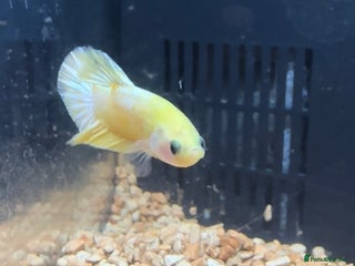 Bettas fish Betta fish seeking homes - Advert 22