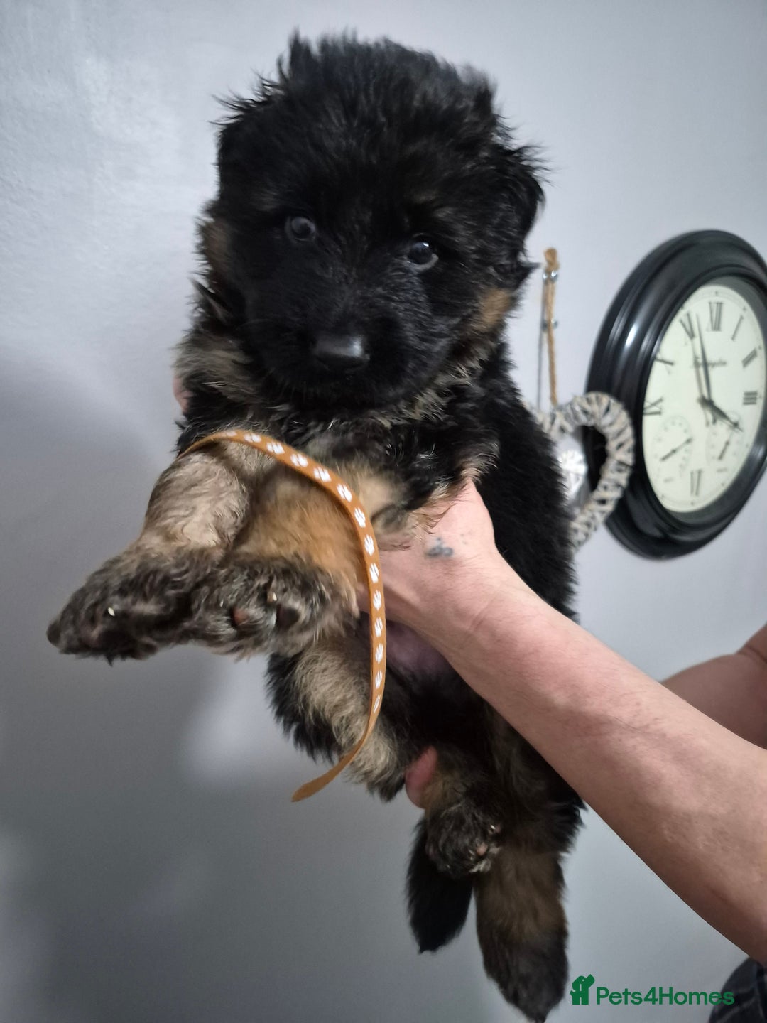 German Shepherd dogs for sale: German Shepherd  - Advert 5