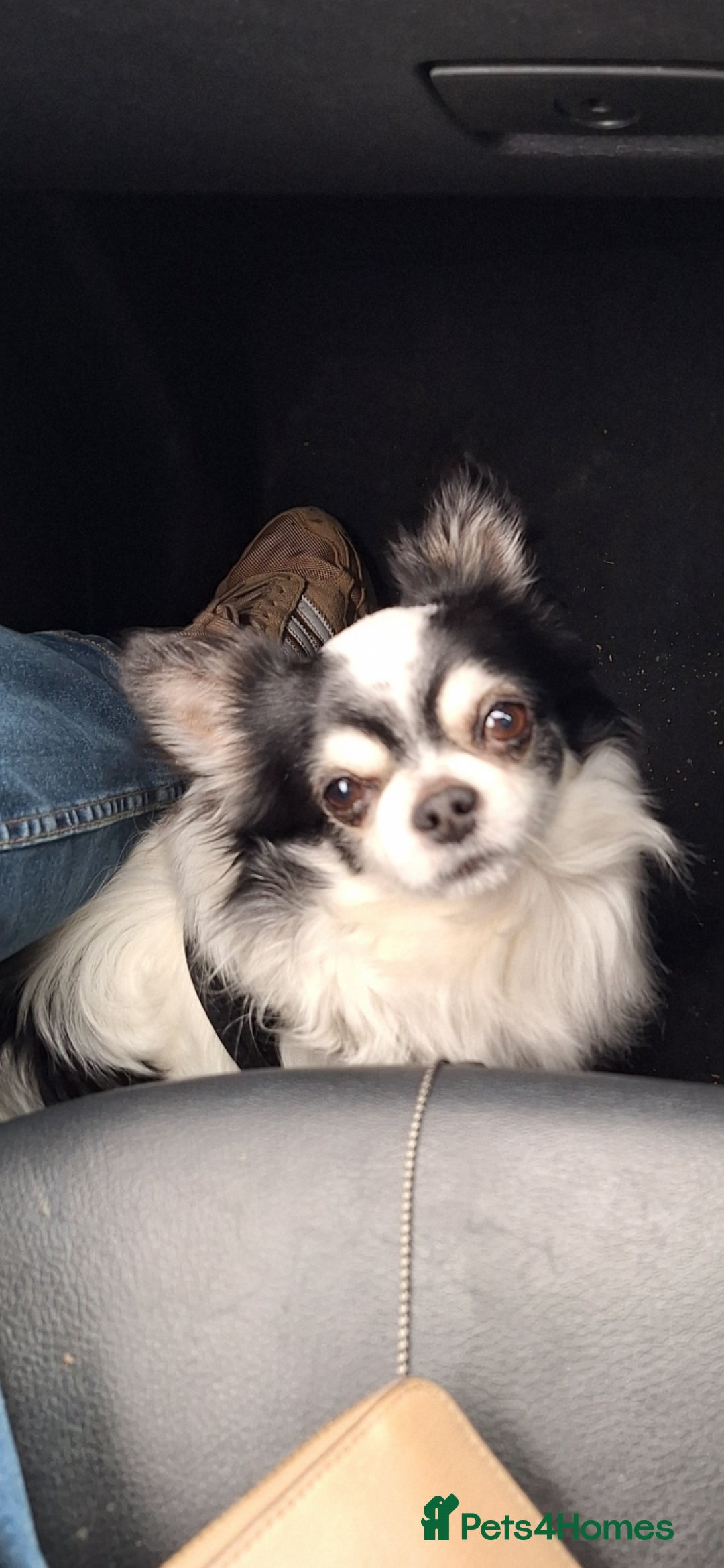 Chihuahua dogs Black and white long-haired chihuahua  - Advert 2