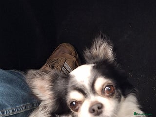 Chihuahua dogs Black and white long-haired chihuahua - Advert 1