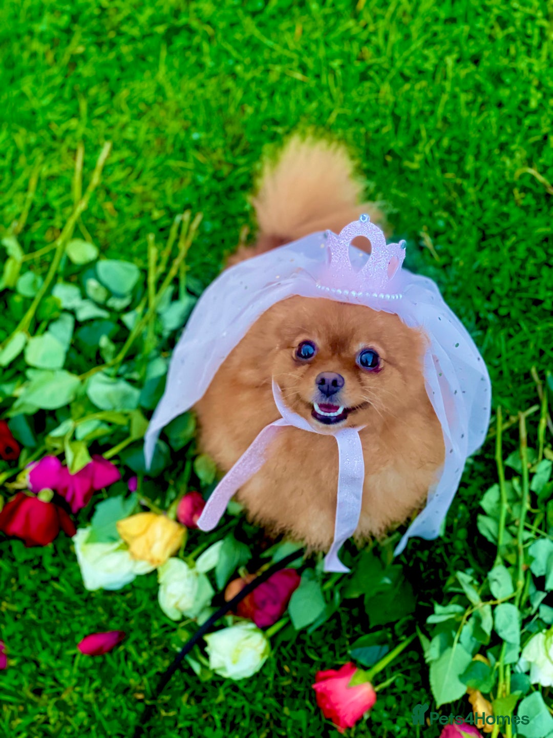 Pomeranian dogs for sale: White KENNEL CLUB Registered CHAMPION Bloodlines - Image 23