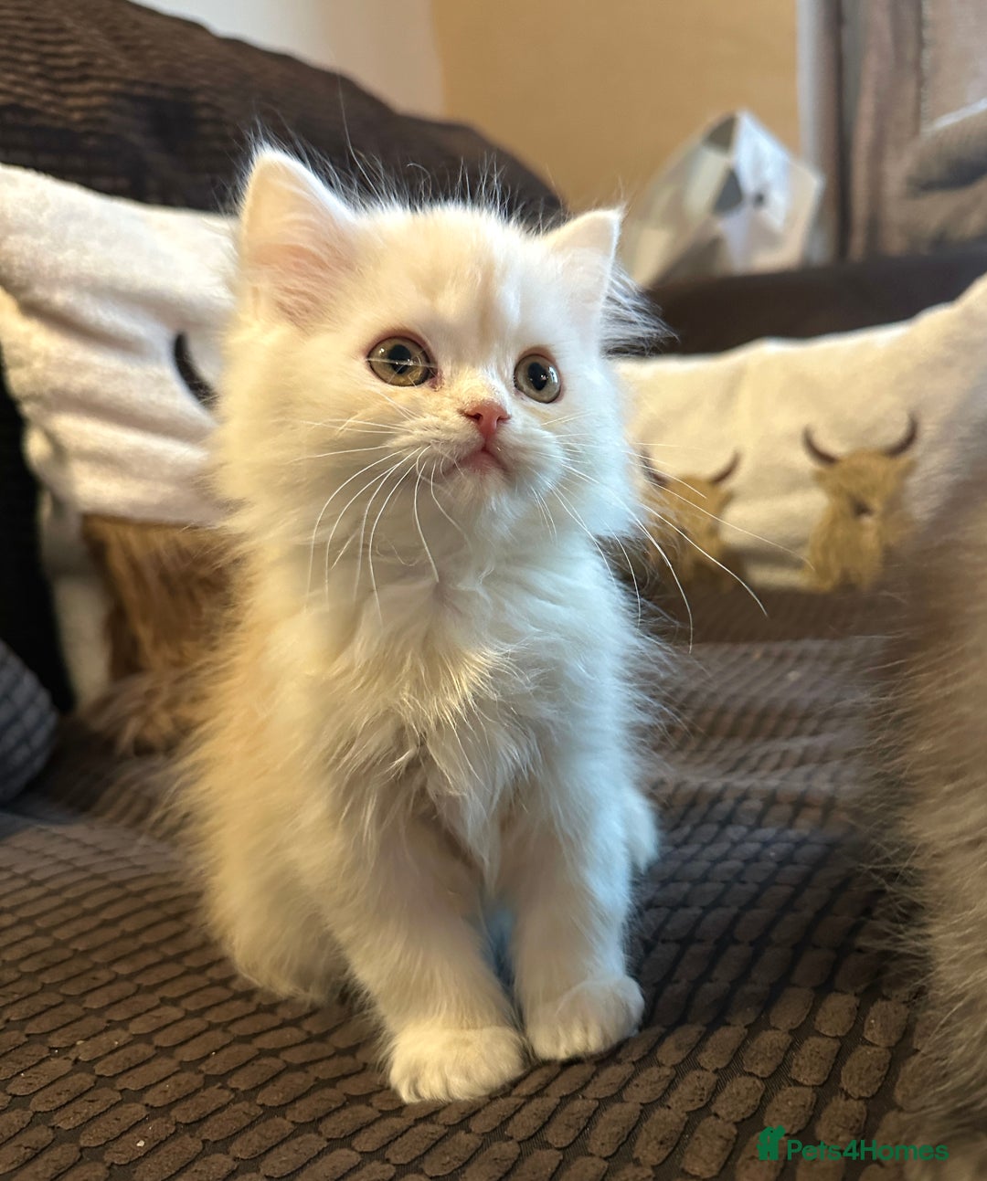 Persian cats for sale: 2 gorgeous cuddly Persian baby boys💙 - Advert 21