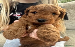 Irish Doodle dogs for sale: F2b Gorgeous Irish Doodles  - Image 13