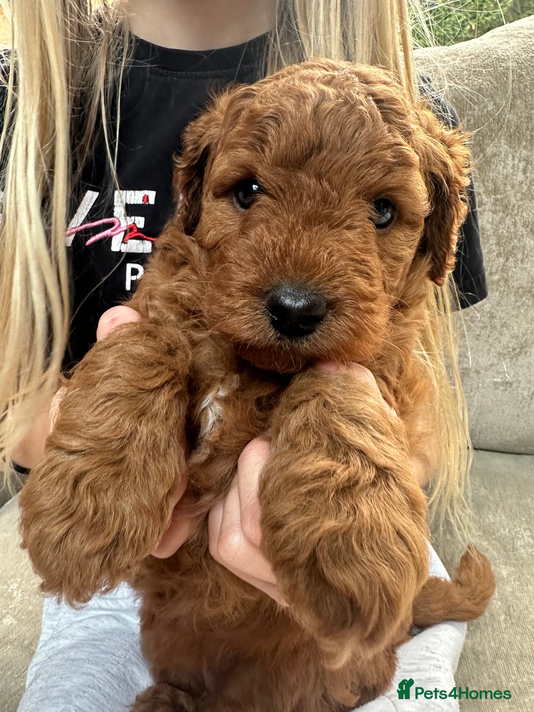 Irish Doodle dogs for sale: F2b Gorgeous Irish Doodles  - Image 13