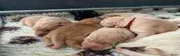 Labrador Retriever dogs for sale: 🐶STUNNING LABRADOR PUPPIES 🐶 - Advert 6