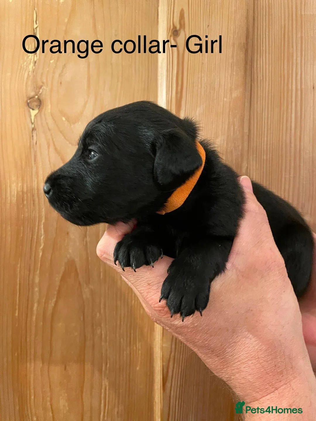 Labradoodle dogs for sale: Gorgeous multigen labradoodle puppies for sale - Advert 2