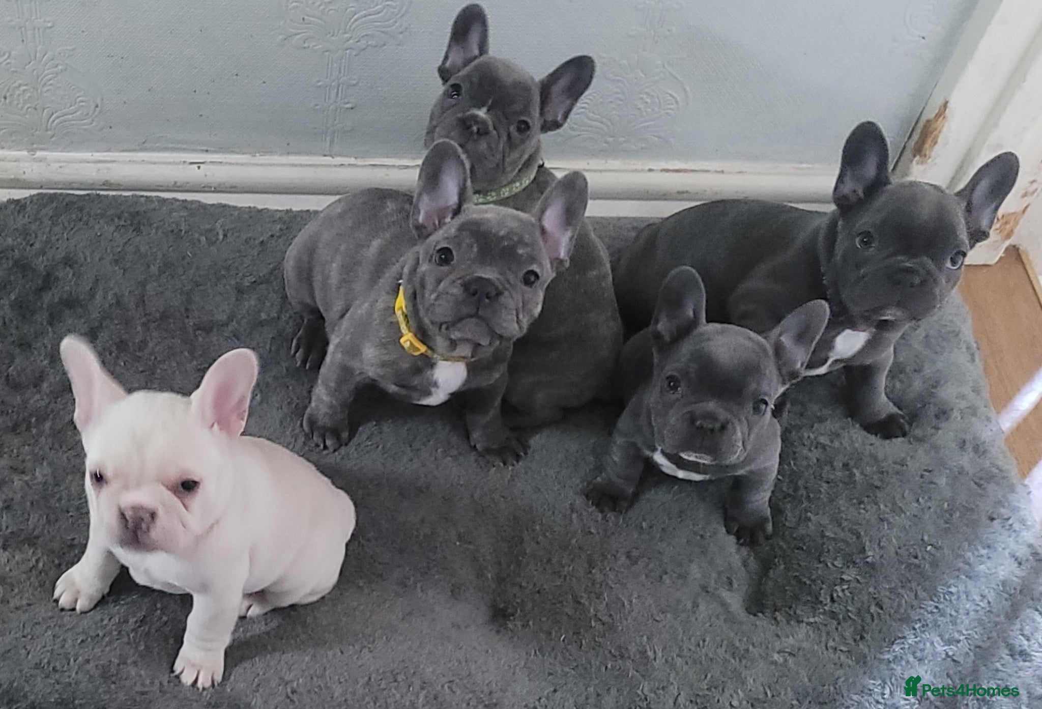 French Bulldog dogs Frenchie babies - Advert 1