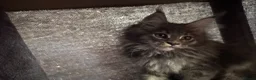 Maine Coon cats for sale: Maine coon kittens TICA - Advert 5