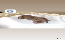 Miniature Dachshund dogs for sale: 5 miniature dachshunds for sale - Image 7