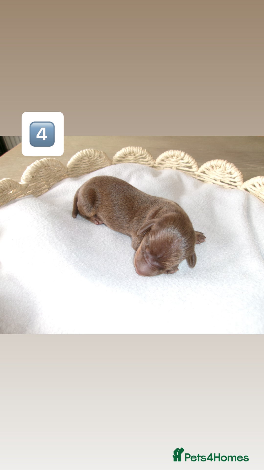 Miniature Dachshund dogs for sale: 5 miniature dachshunds for sale - Image 7