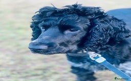 Cocker Spaniel dogs for stud: Blue roan show cocker spaniel for stud  - Image 2
